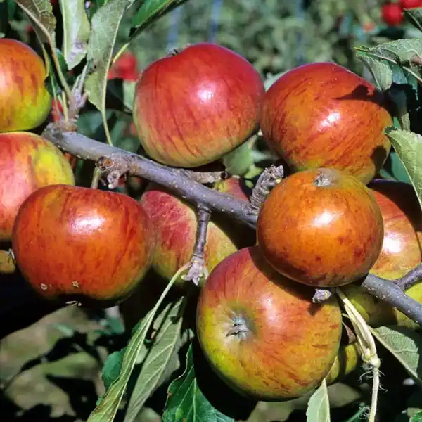 Bild 3 von Gartenkrone Apfel, Malus domestica »Cox Orange«, Früchte: süß-säuerlich