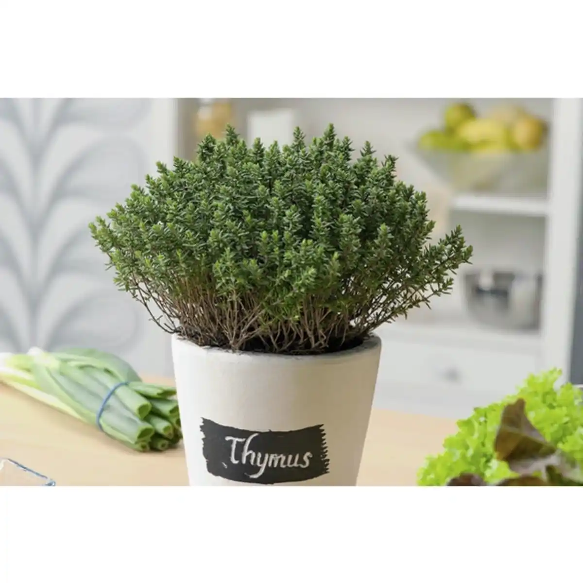 Bild 1 von Thymian, Thymus vulgaris, aktuelle Pflanzenhöhe ca.: 20 cm, im Topf