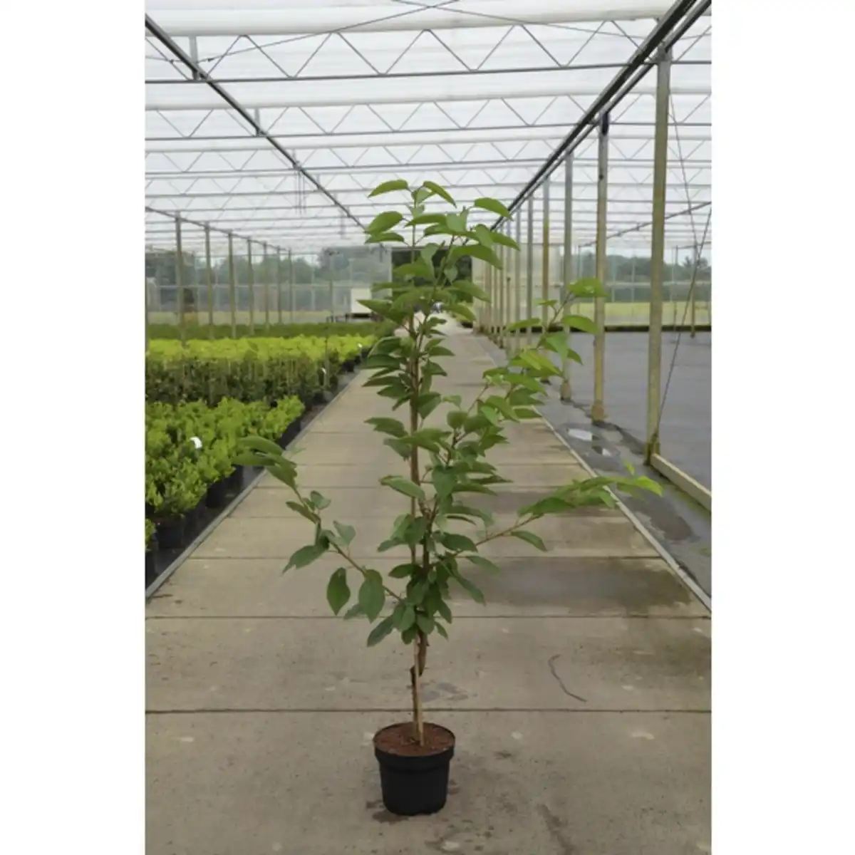 Bild 3 von Gartenkrone Süßkirsche, Prunus avium »Kordia«, Früchte: süß