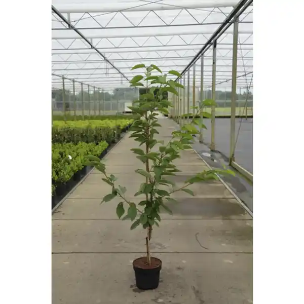 Bild 3 von Gartenkrone Süßkirsche, Prunus avium »Kordia«, Früchte: süß