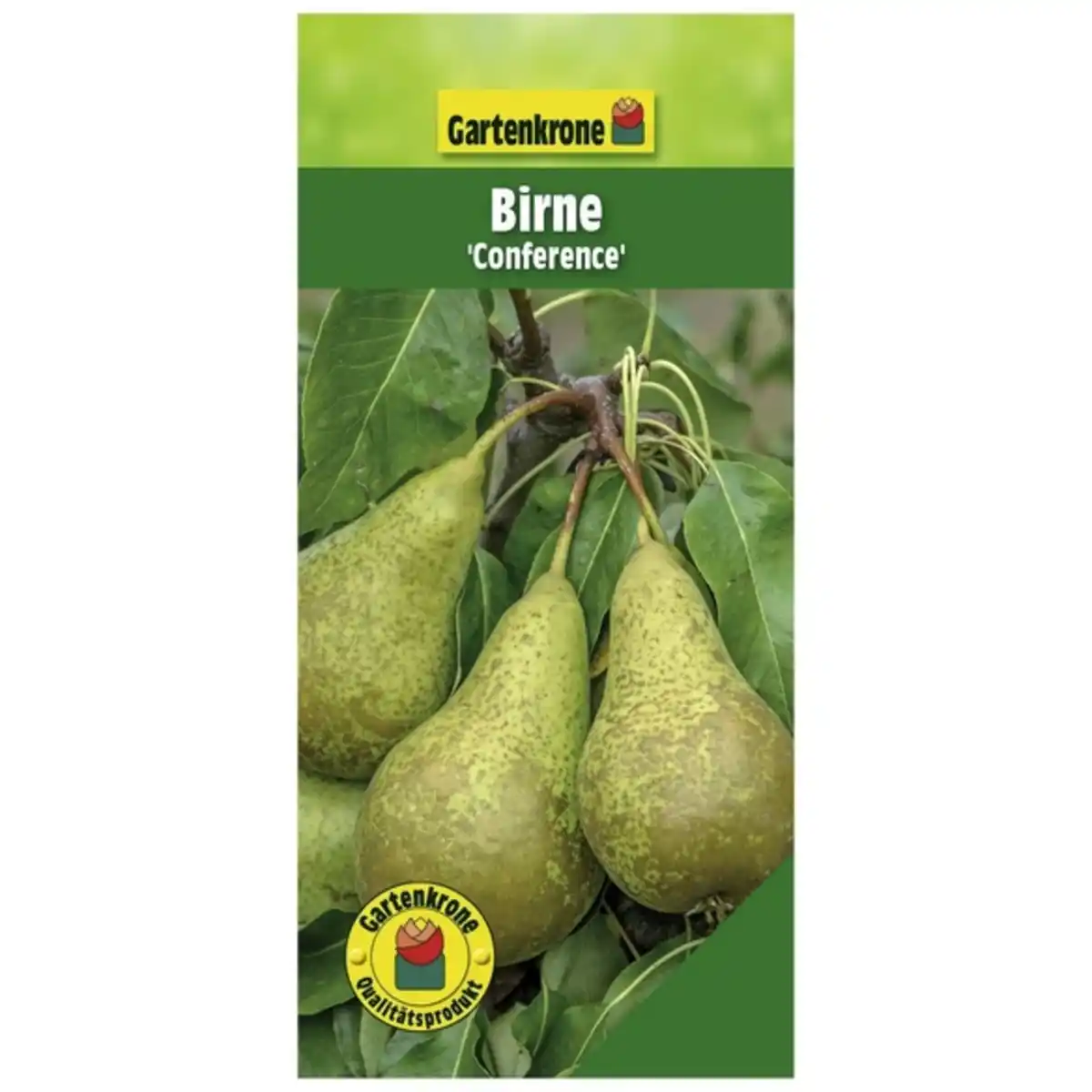 Bild 1 von Gartenkrone Birne, Pyrus communis »Conference«, Früchte: süß