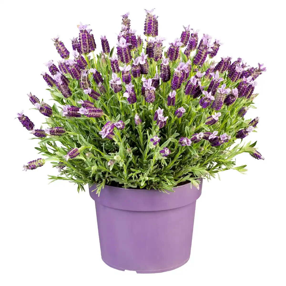 Bild 1 von Schopflavendel Lavandula Stoechas H 30 cm 15 cm Topf