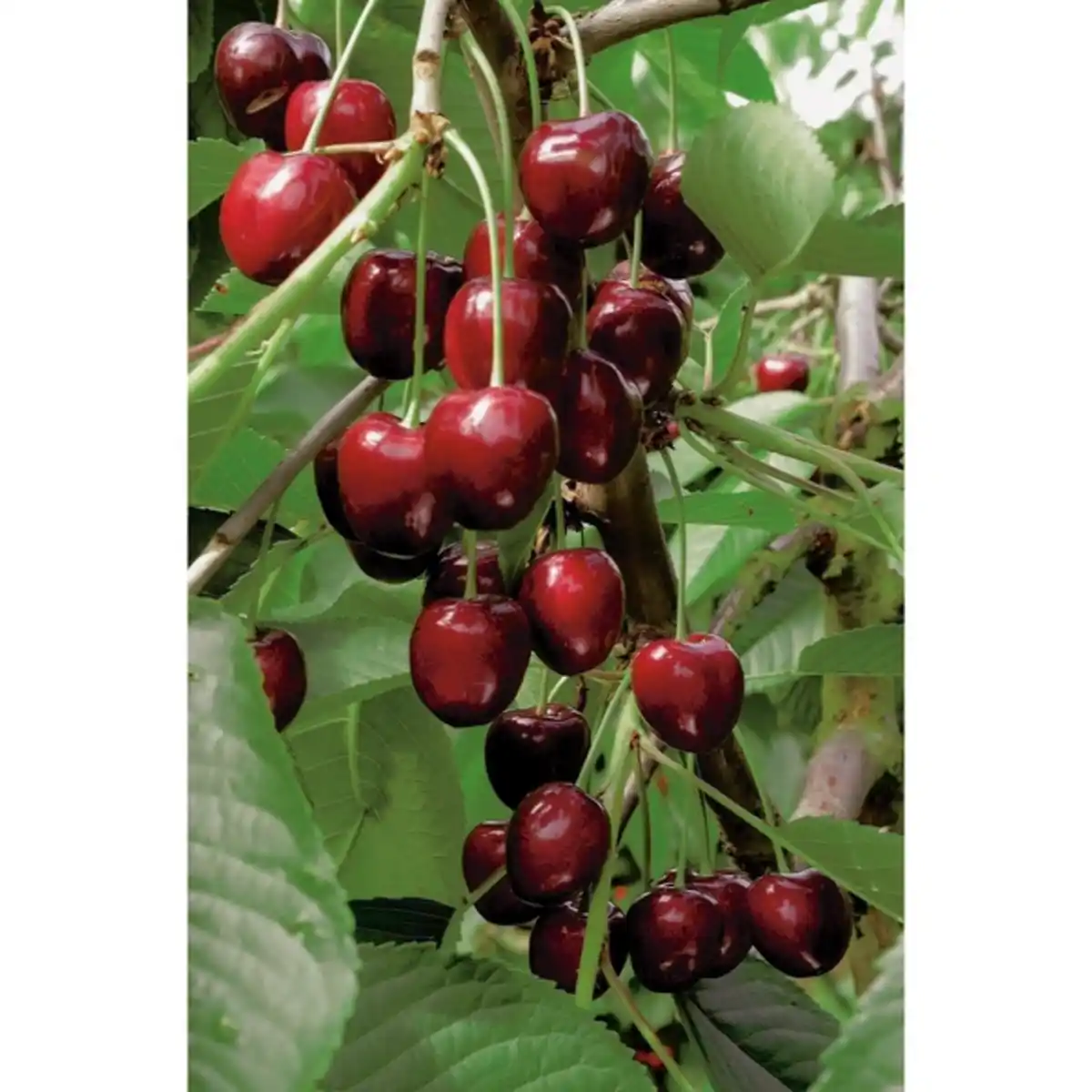 Bild 4 von Gartenkrone Süßkirsche, Prunus avium »Kordia«, Früchte: süß