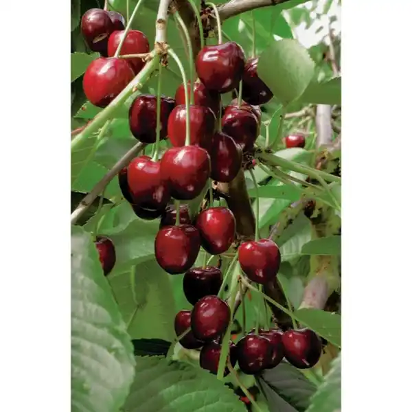 Bild 4 von Gartenkrone Süßkirsche, Prunus avium »Kordia«, Früchte: süß
