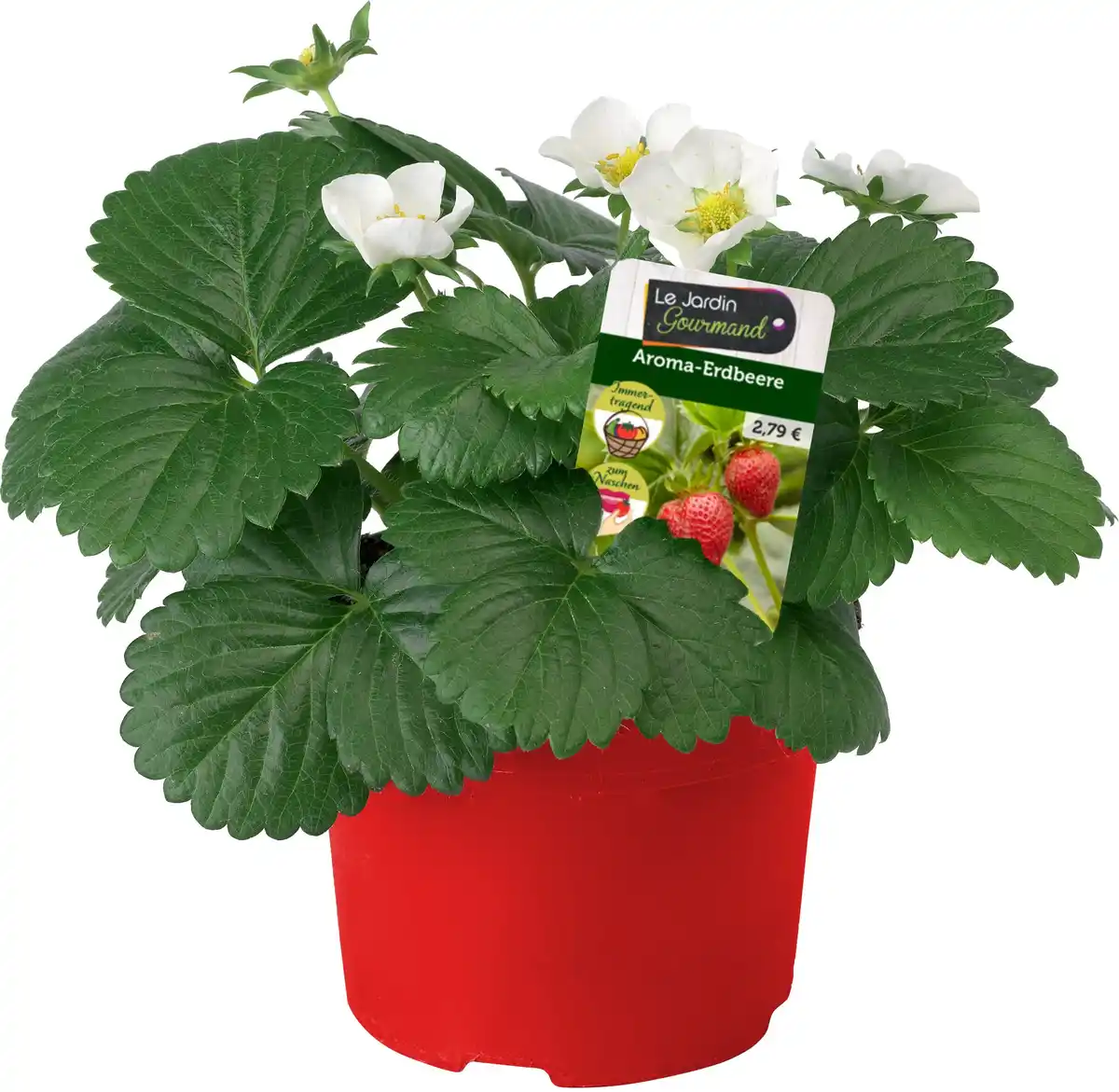 Bild 1 von Fragaria x ananassa Senga-Erdbeere 10 cm