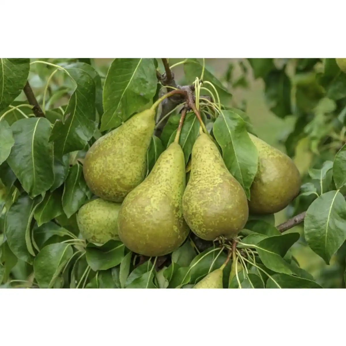 Bild 4 von Gartenkrone Birne, Pyrus communis »Conference«, Früchte: süß