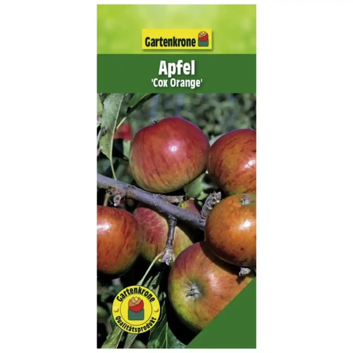 Bild 1 von Gartenkrone Apfel, Malus domestica »Cox Orange«, Früchte: süß-säuerlich