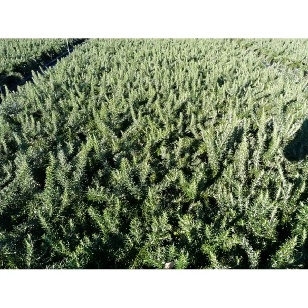 Bild 2 von Rosmarin, Rosmarinus officinalis »Prostratus«, aktuelle Pflanzenhöhe ca.: 25 cm, im Topf