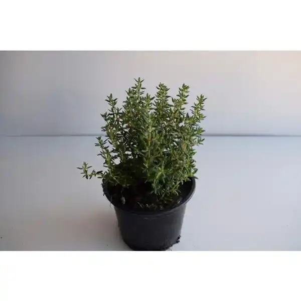 Bild 2 von Thymian, Thymus vulgaris, aktuelle Pflanzenhöhe ca.: 20 cm, im Topf