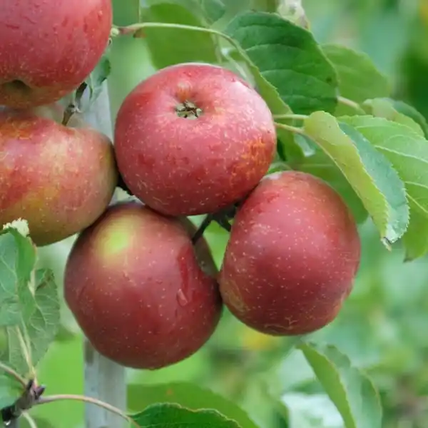 Bild 3 von Gartenkrone Obstbaum, Früchte: sauer, Topfgröße C 7,5