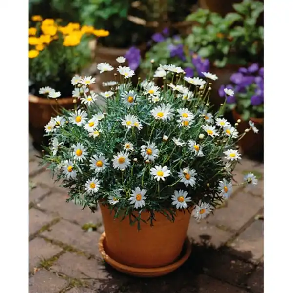 Bild 2 von Margerite, Argyranthemum frutescens, Blütenfarbe: weiß