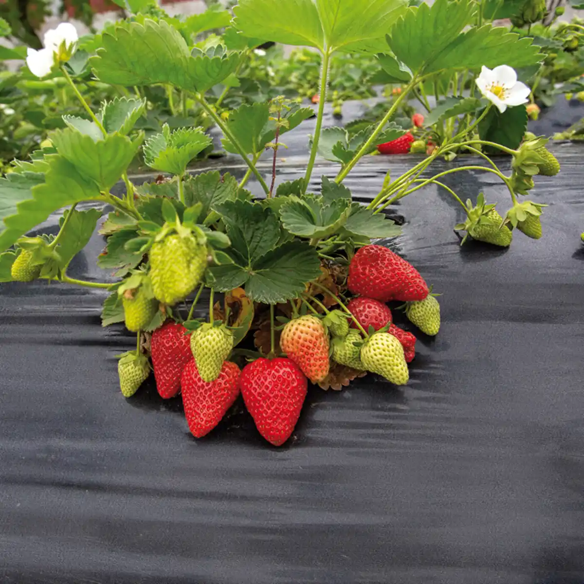 Bild 1 von Powertec Garden Anti-Unkrautvlies oder Mulchfolie