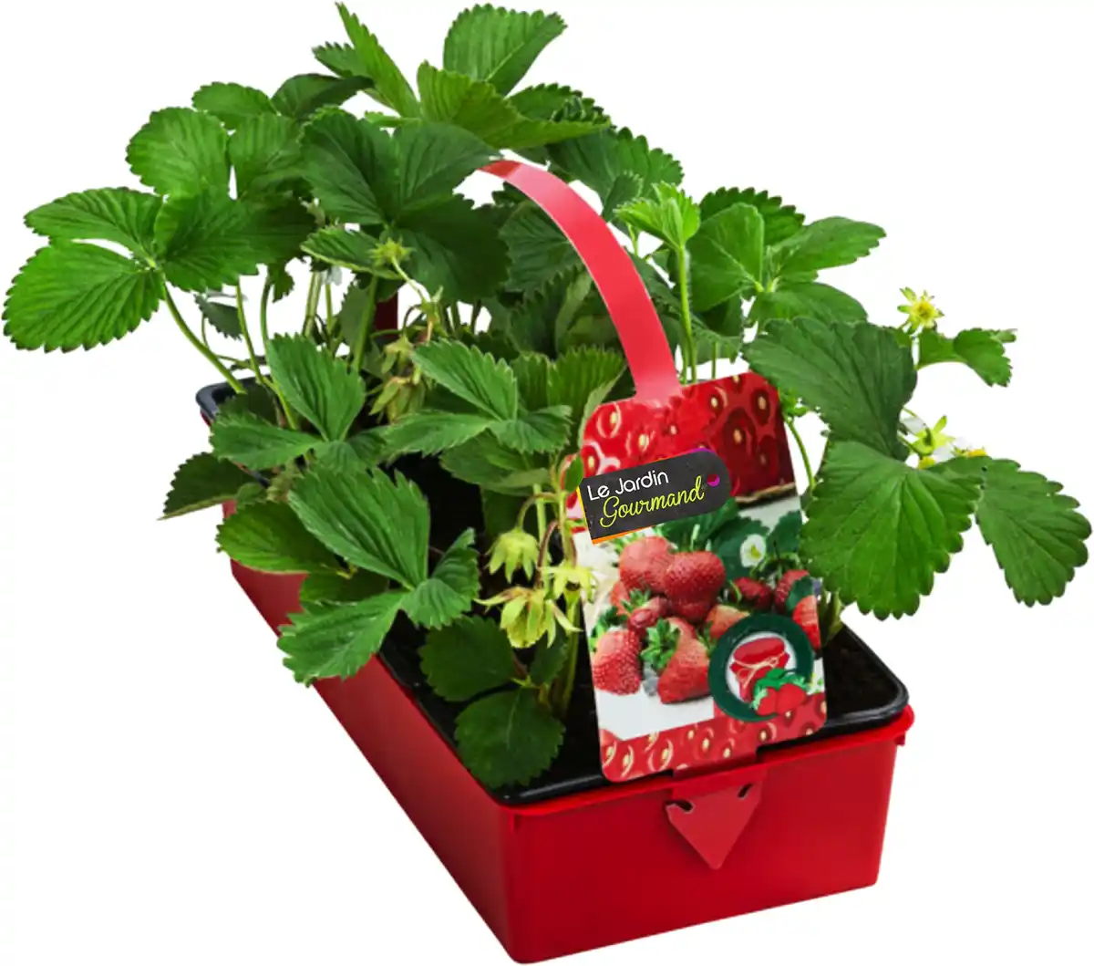 Bild 1 von Fragaria x ananassa Elan-Erdbeere 6er Tray 9 cm