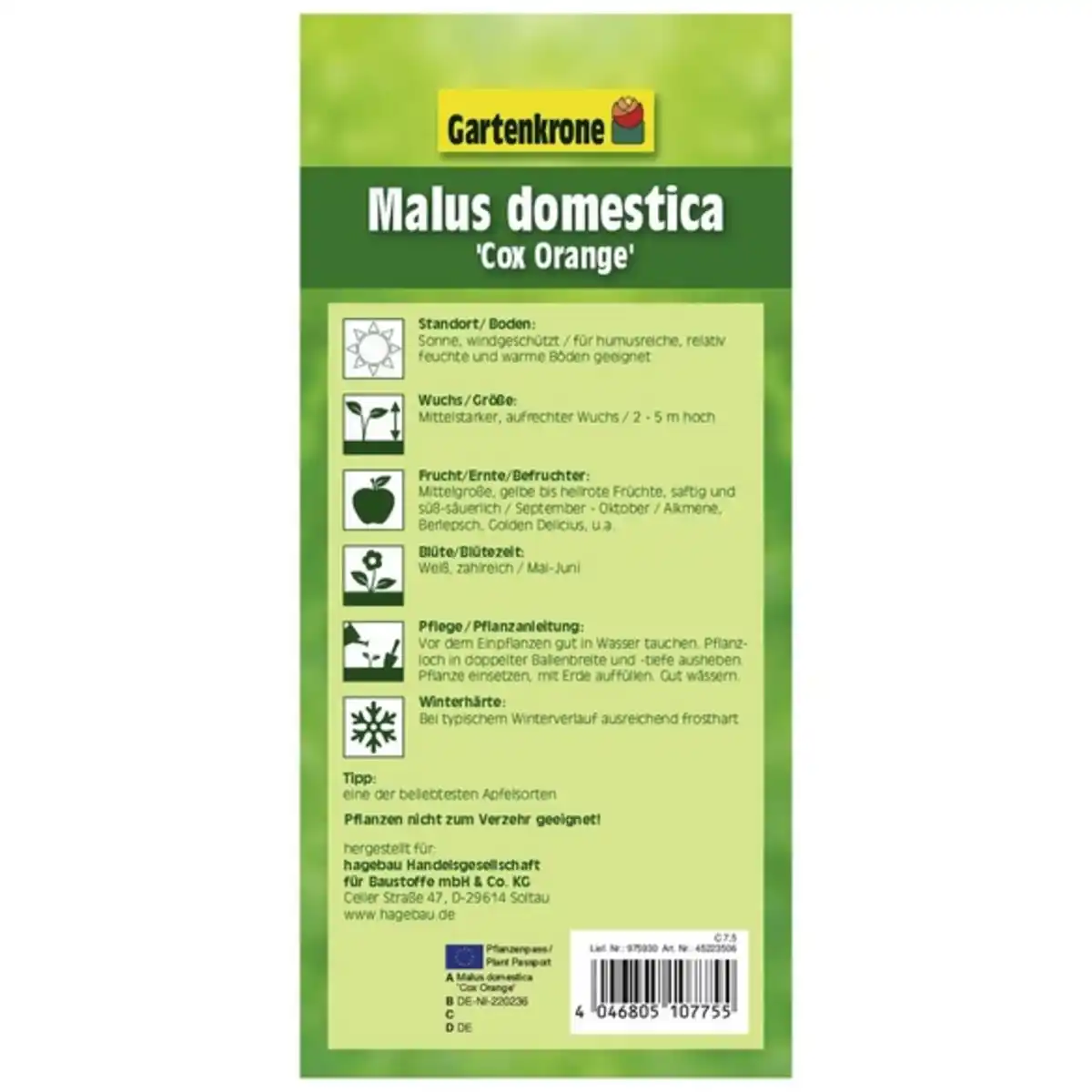 Bild 2 von Gartenkrone Apfel, Malus domestica »Cox Orange«, Früchte: süß-säuerlich