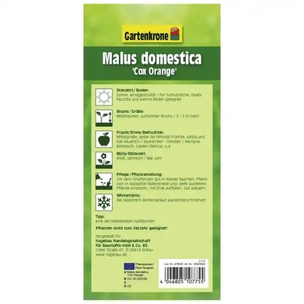Bild 2 von Gartenkrone Apfel, Malus domestica »Cox Orange«, Früchte: süß-säuerlich