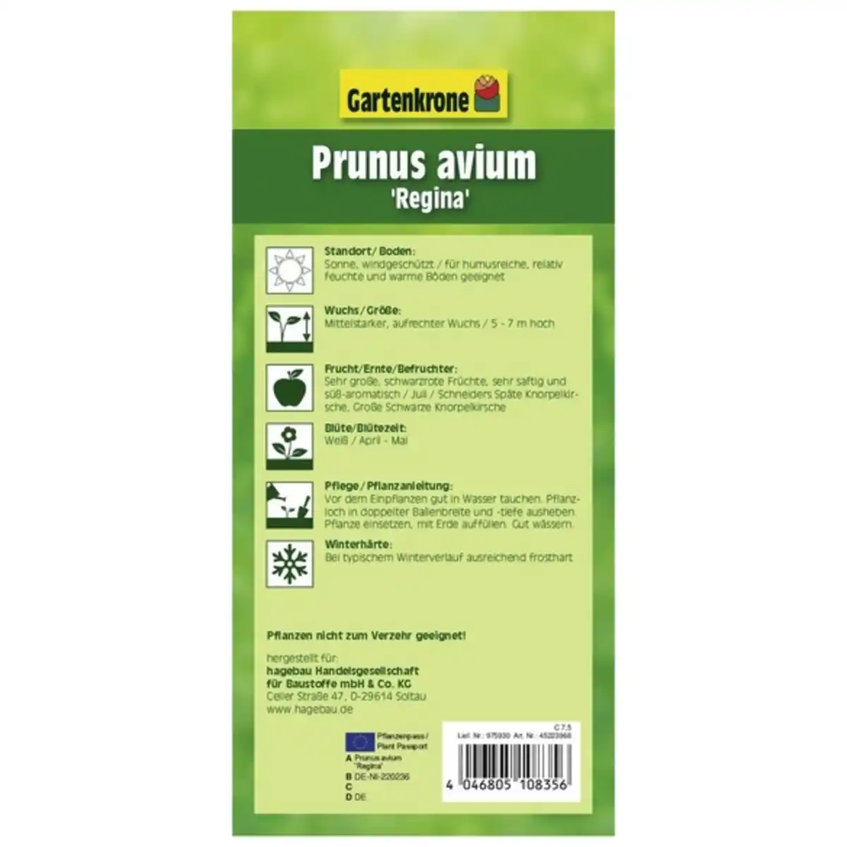 Bild 3 von Gartenkrone Süßkirsche, Prunus avium »Regina«, Früchte: süß