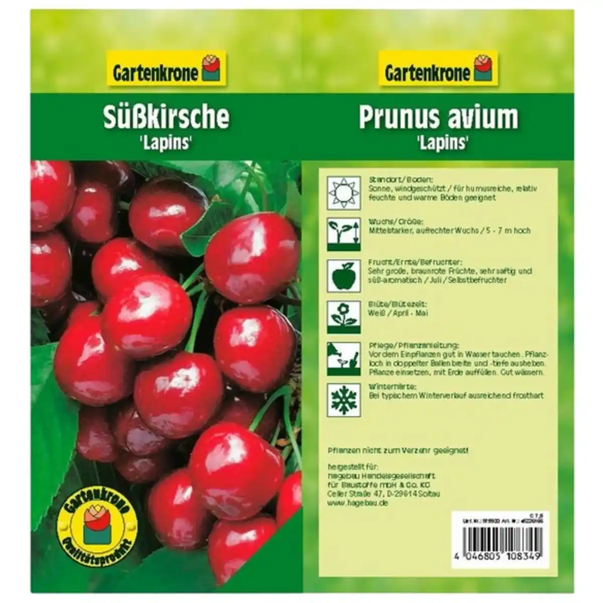 Bild 2 von Gartenkrone Süßkirsche, Prunus avium »Lapins«, Früchte: süß