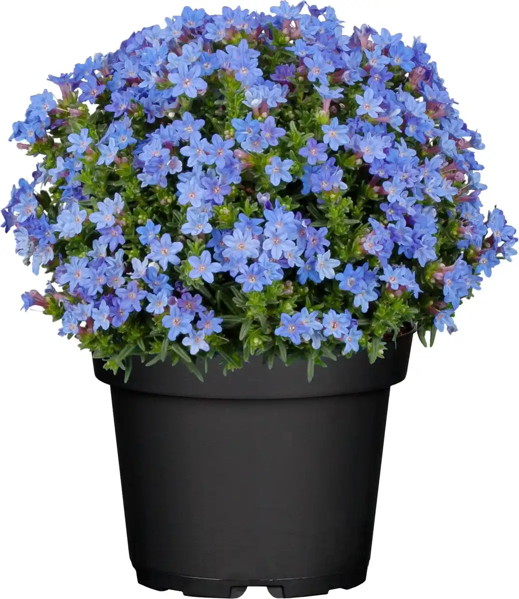 Bild 1 von Steinsame Lithodora Heavenly Blue H 15 - 20 cm 15 cm Topf