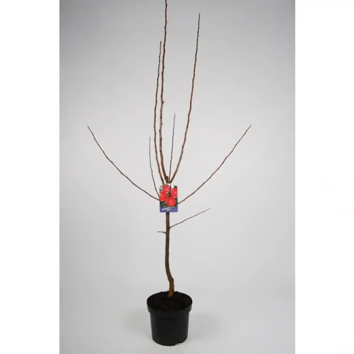 Bild 3 von Gartenkrone Apfel, Malus domestica »Elstar«, Früchte: süß