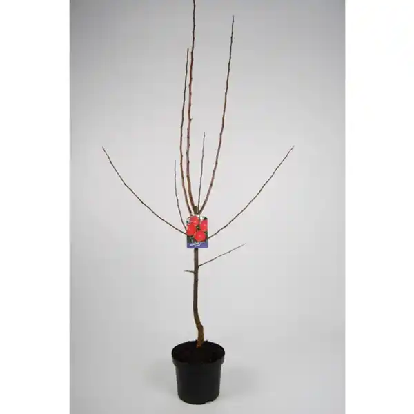 Bild 3 von Gartenkrone Apfel, Malus domestica »Elstar«, Früchte: süß