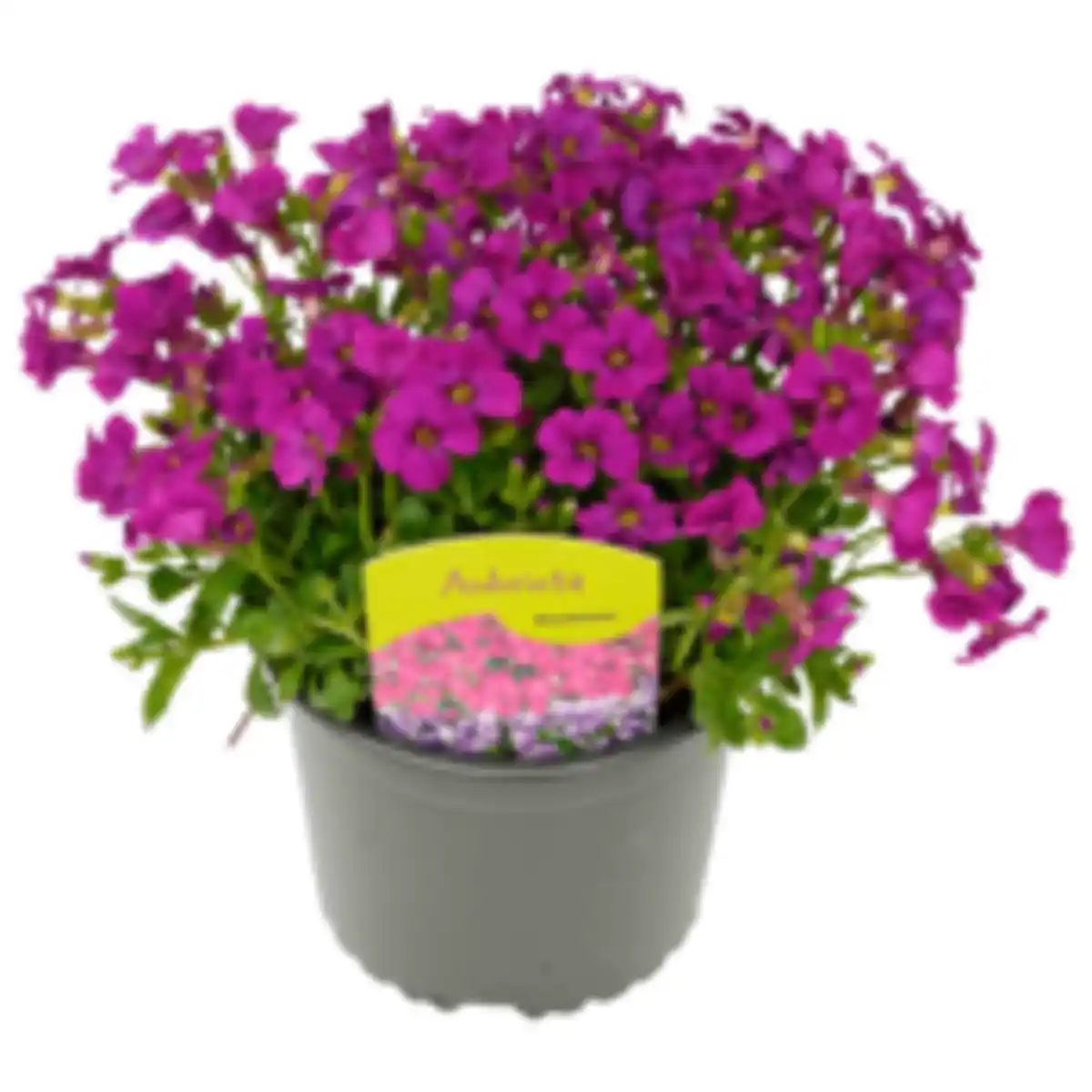 Bild 1 von Blaukissen oder Ranunkeln