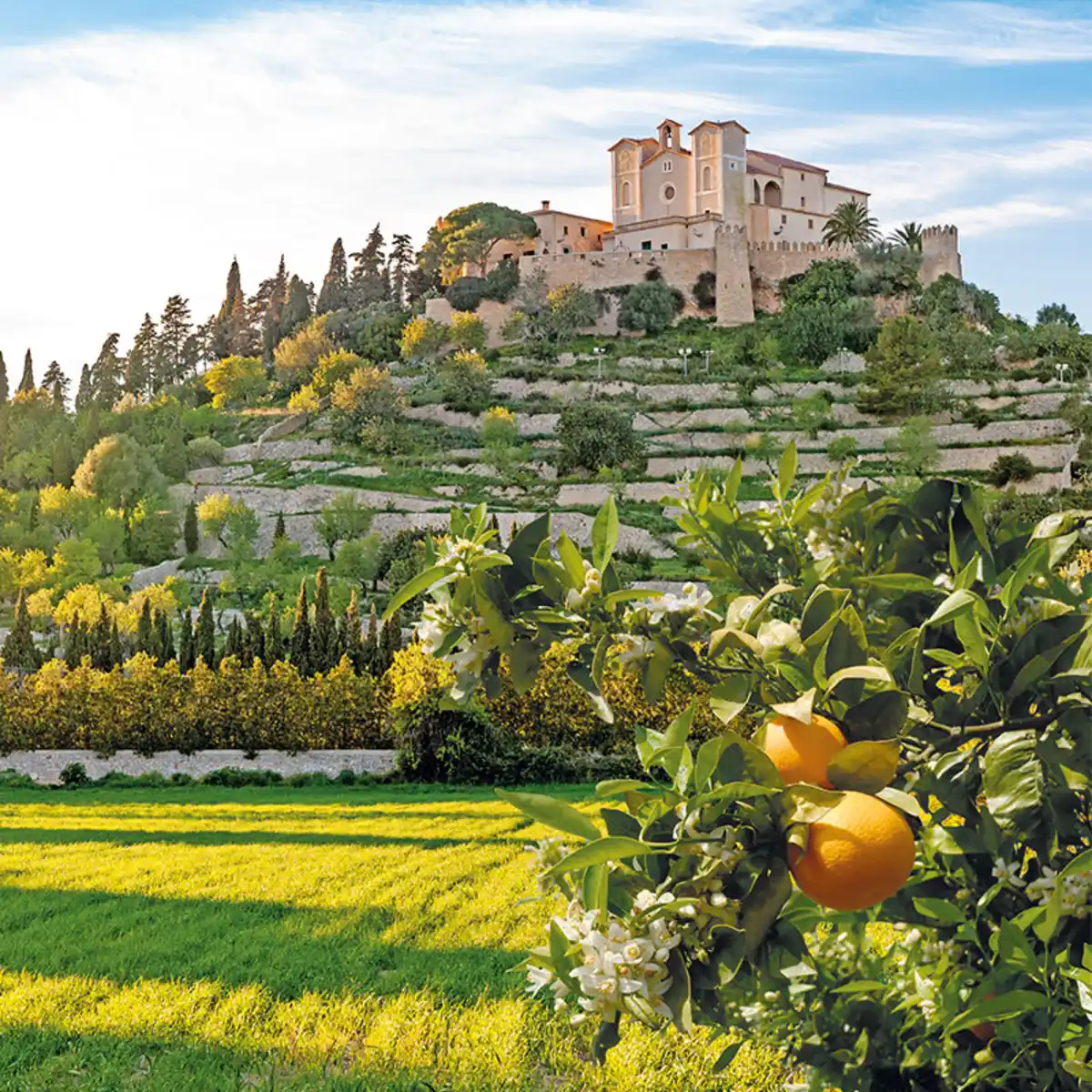 Bild 1 von Orangenblüte auf Mallorca - Santa Ponca