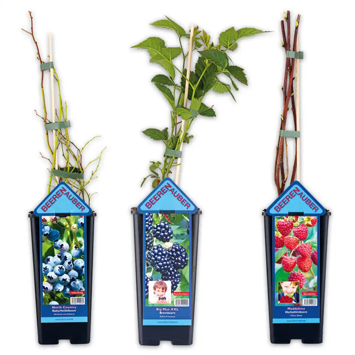 Bild 1 von Niedrigwachsende Beerensträucher