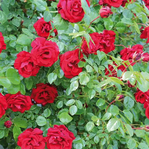 Bild 2 von Finest Garden Hochstamm Rose