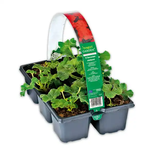 Bild 2 von Finest Garden Geranien / Fuchsien