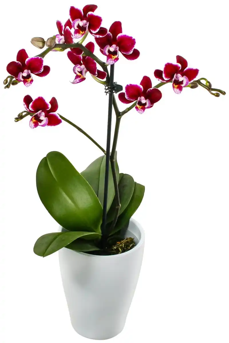 Bild 1 von Orchidee im Keramik-Übertopf