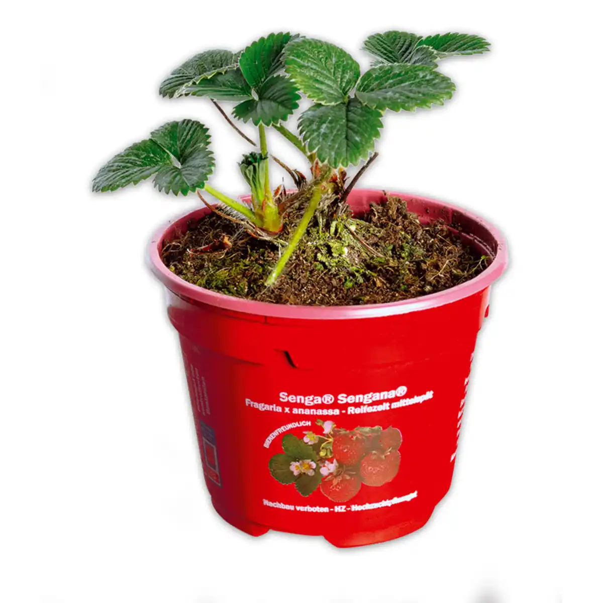 Bild 1 von Erdbeerpflanze