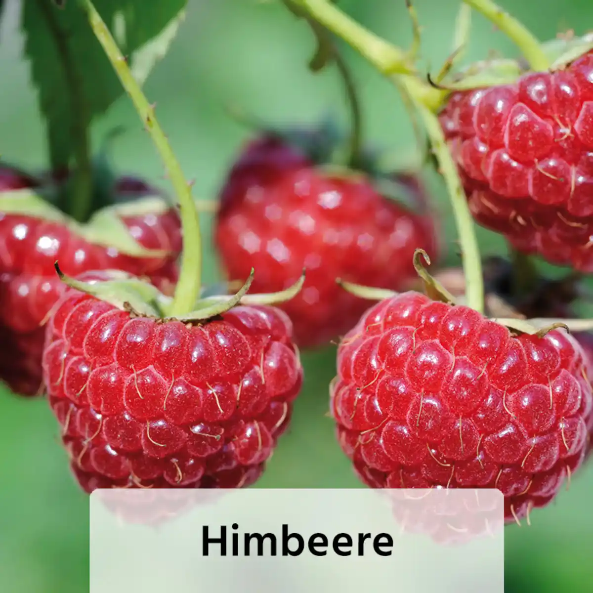 Bild 3 von Niedrigwachsende Beerensträucher