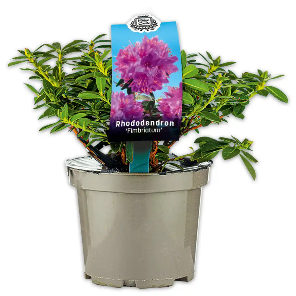 Bild 1 von Rhododendron