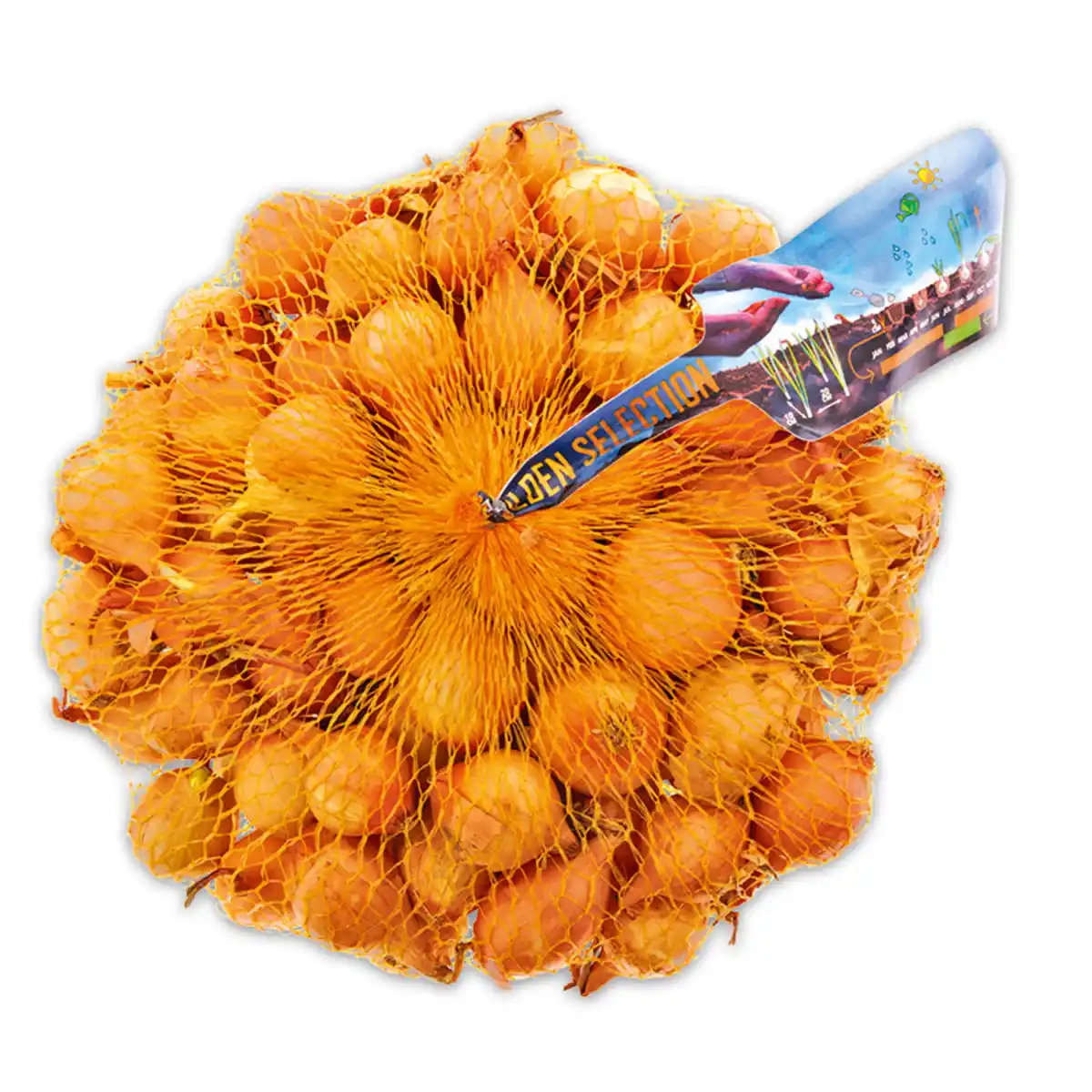 Bild 1 von Steckzwiebeln