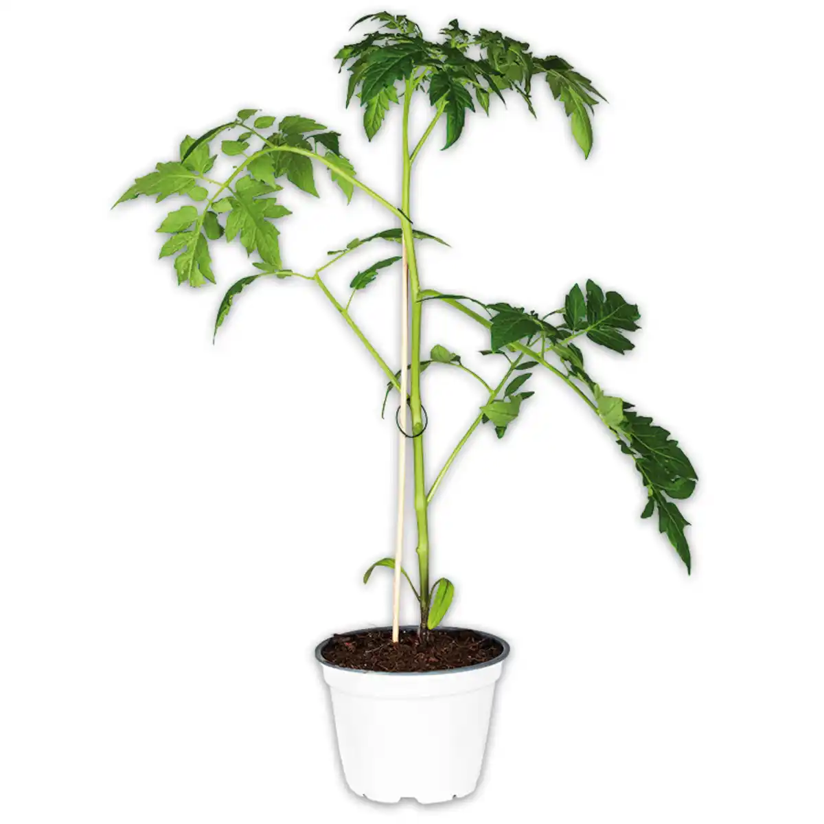 Bild 1 von Tomatenpflanze