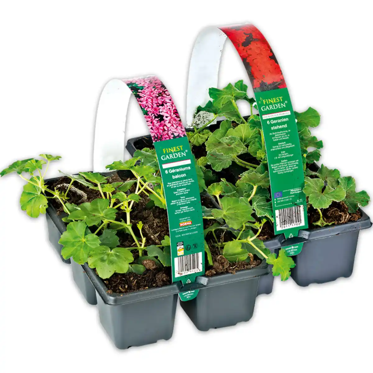 Bild 1 von Finest Garden Geranien / Fuchsien