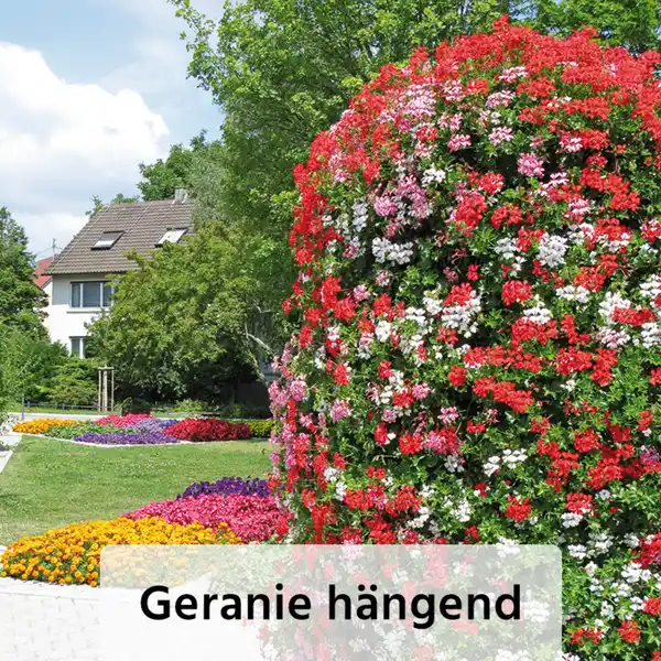 Bild 3 von Finest Garden Geranien / Fuchsien