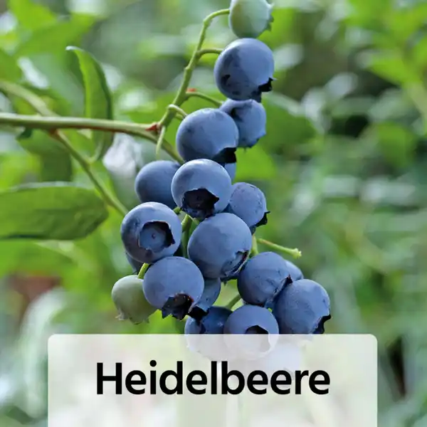 Bild 4 von Niedrigwachsende Beerensträucher