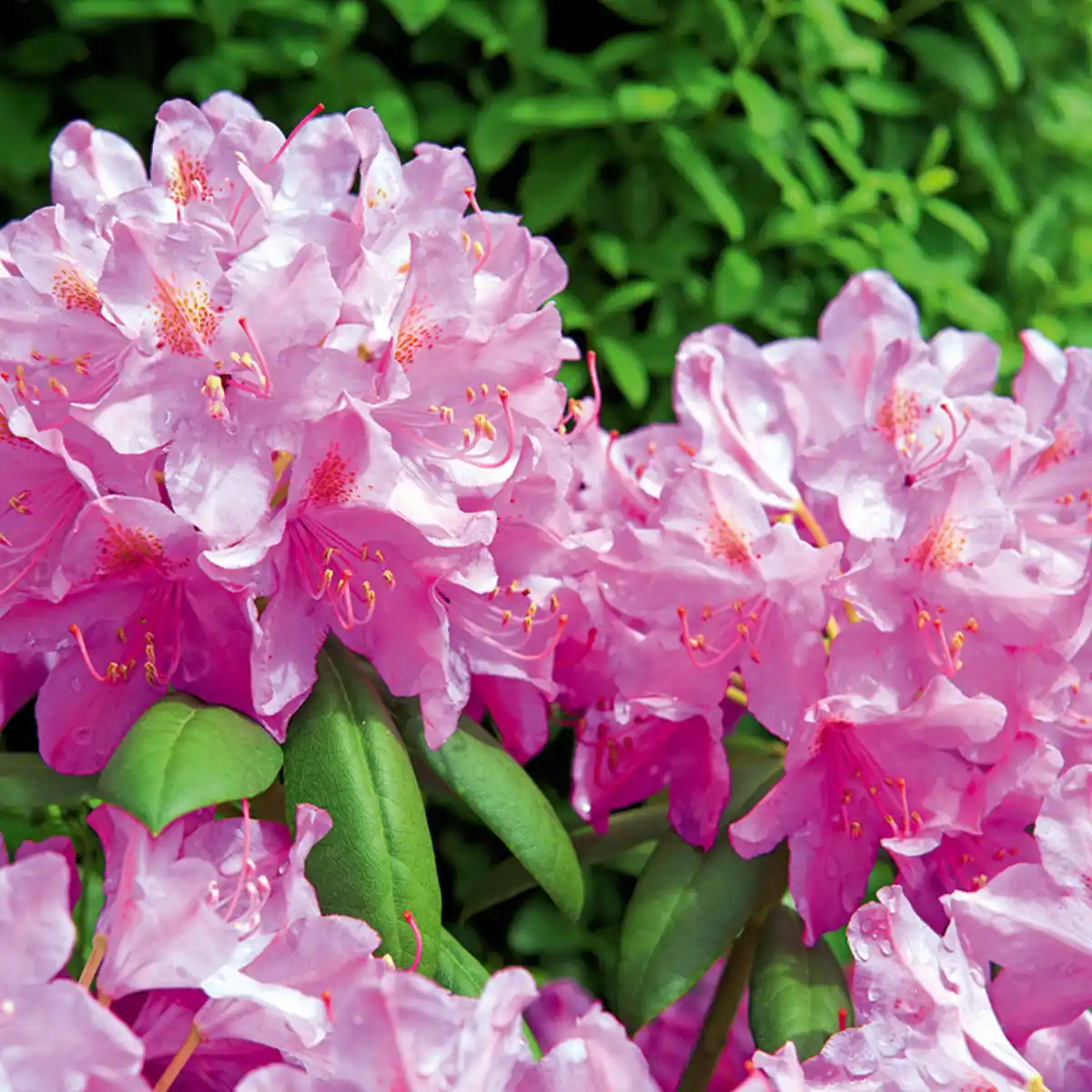 Bild 2 von Rhododendron