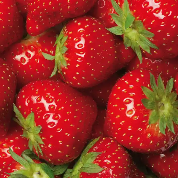 Bild 2 von Erdbeerpflanze