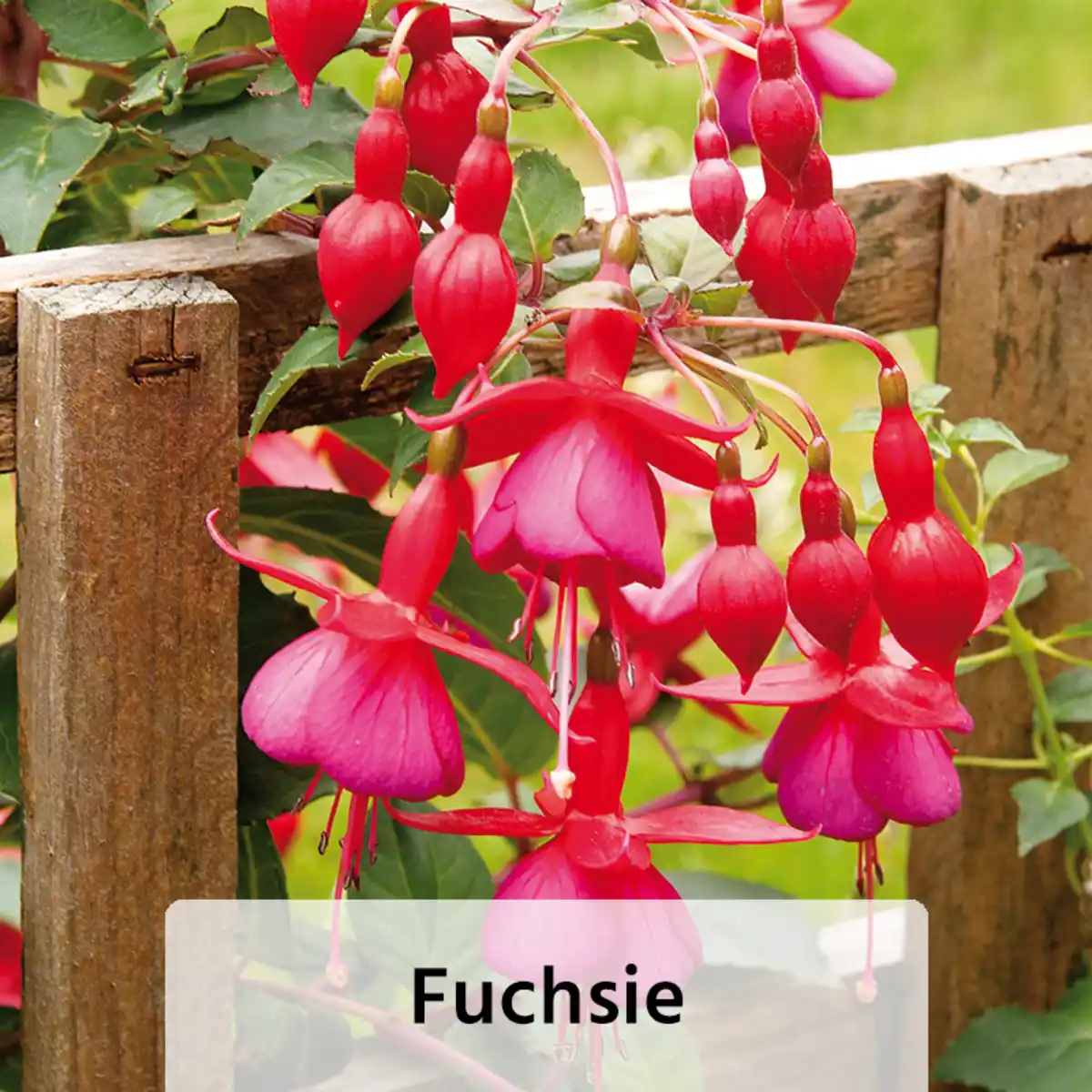 Bild 4 von Finest Garden Geranien / Fuchsien