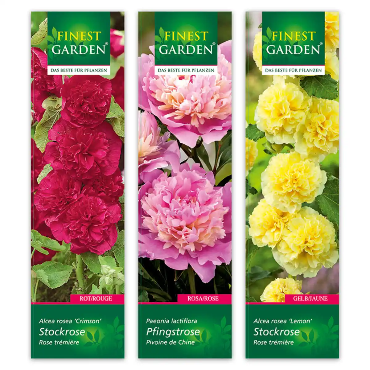 Bild 1 von Finest Garden Stockrose / Pfingstrose