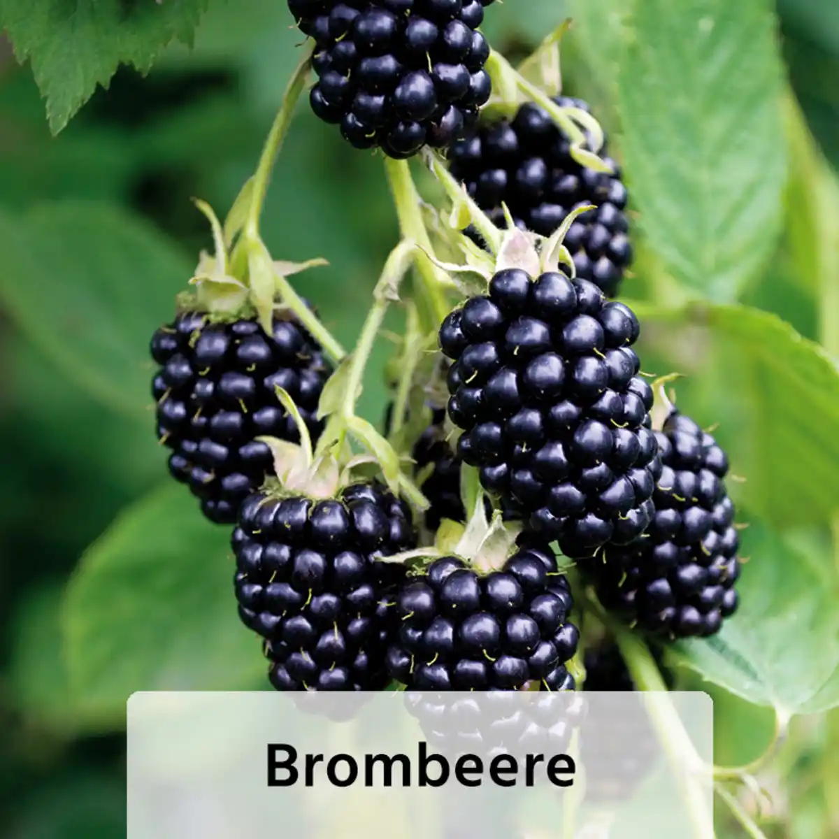 Bild 2 von Niedrigwachsende Beerensträucher