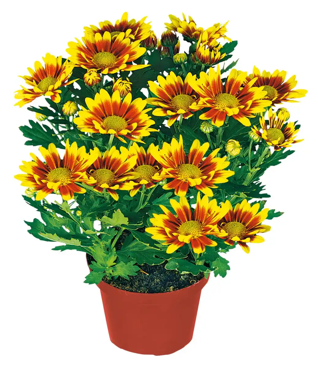 Bild 1 von Gartenpflanzen