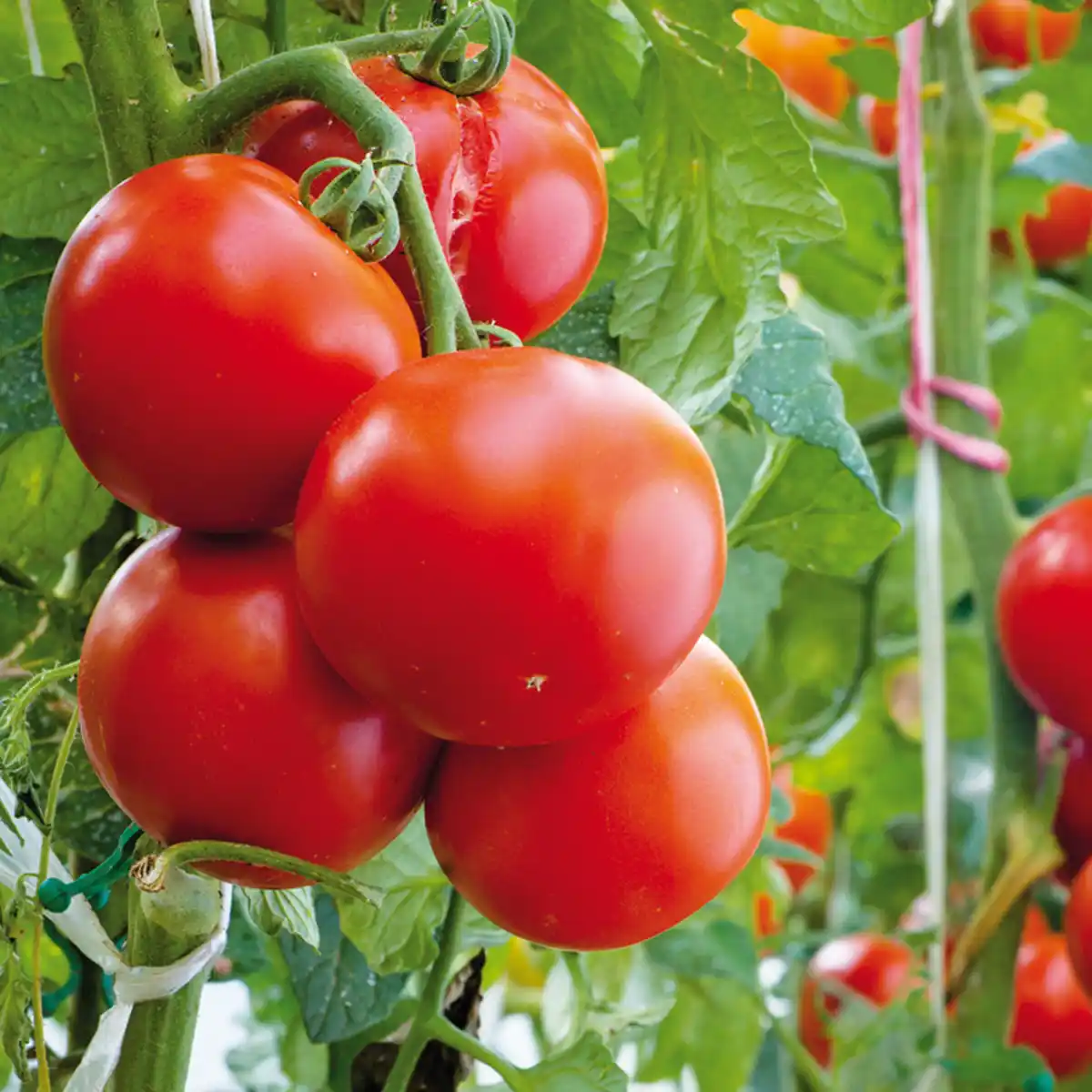 Bild 2 von Tomatenpflanze