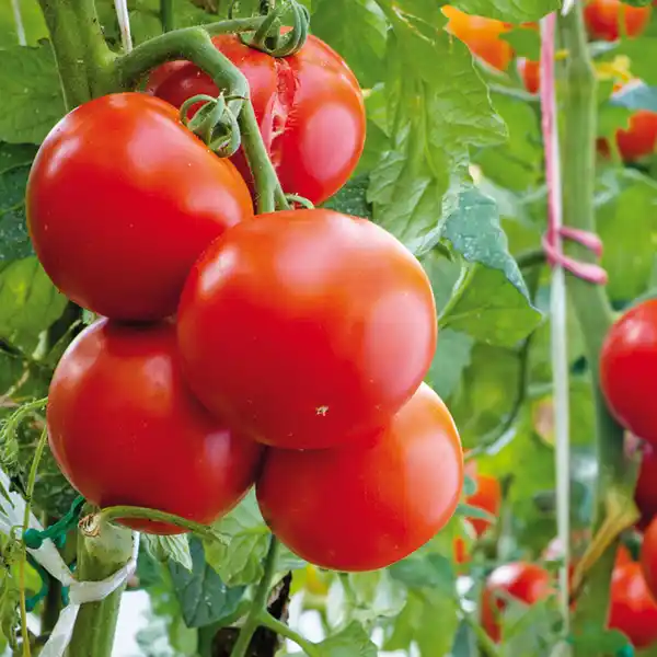 Bild 2 von Tomatenpflanze