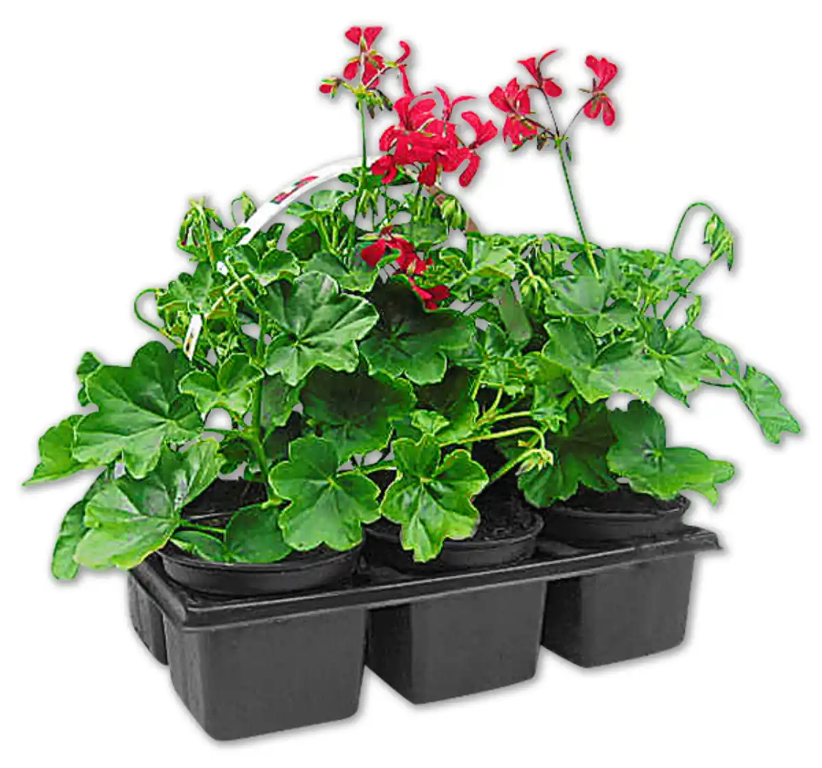 Bild 1 von Stehende oder hängende Geranien*