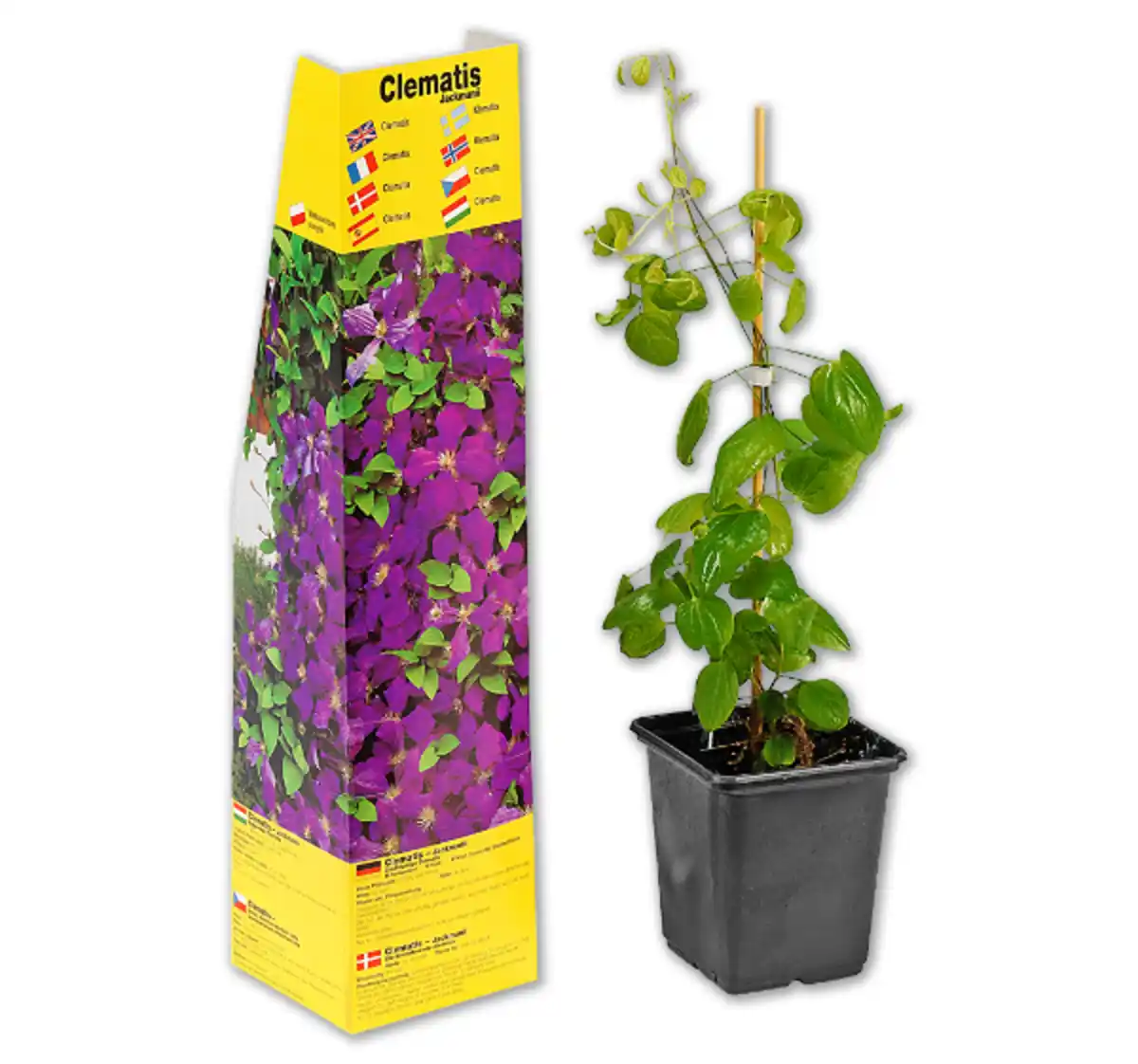 Bild 1 von Kübelpflanze oder Beerenobst*