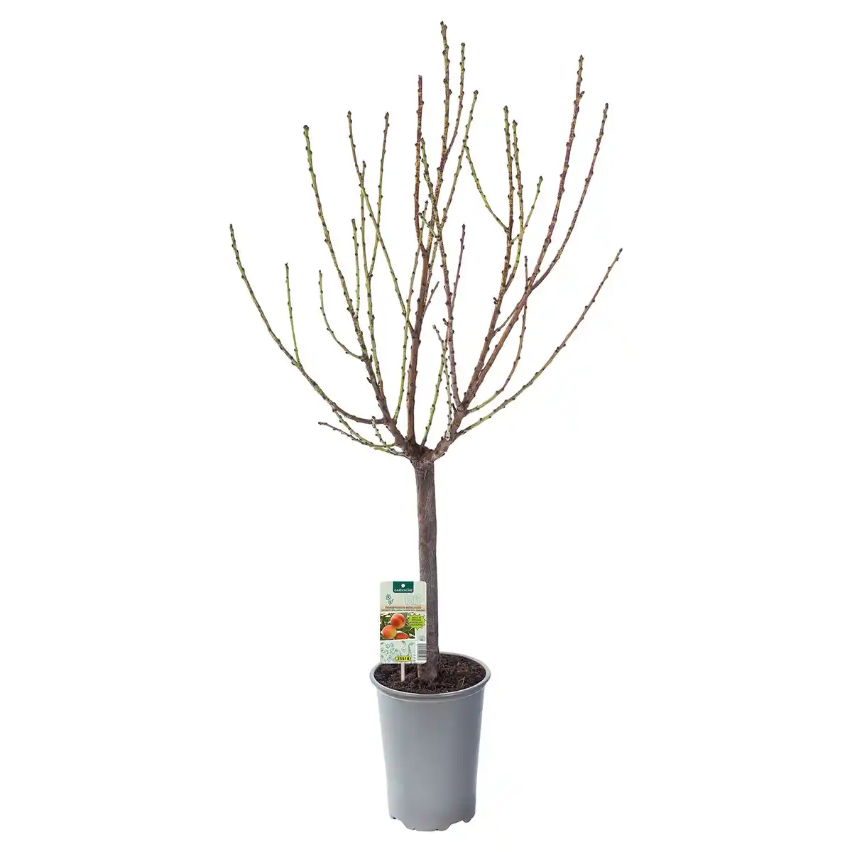 Bild 1 von GARDENLINE Zwergobst Pfirsich grün