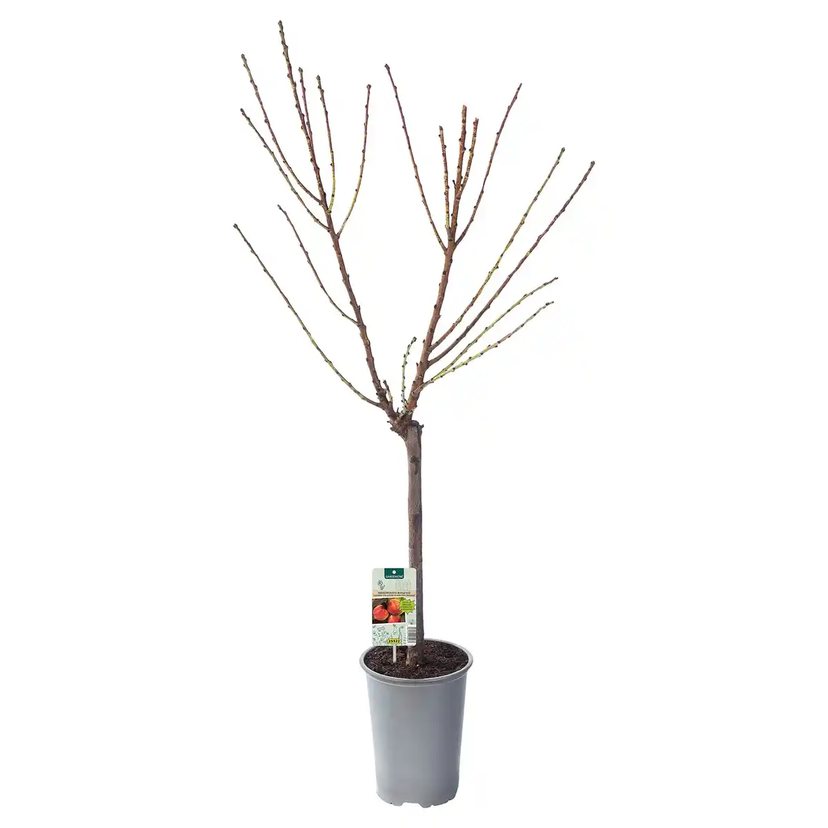 Bild 1 von GARDENLINE Zwergobst Pfirsich rot